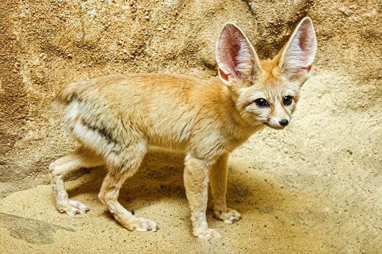 Fennec Fox – All You Need To Know About This Exotic Animal