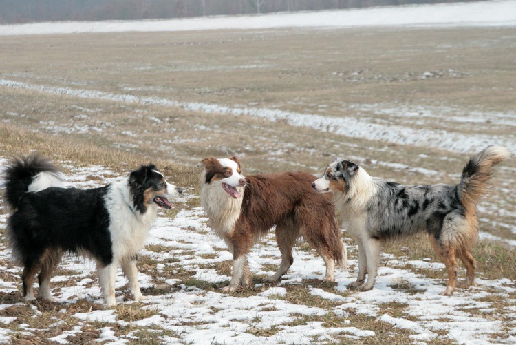 how big australian shepherd