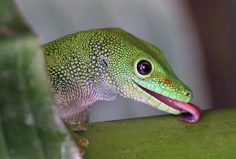 green gecko lizard