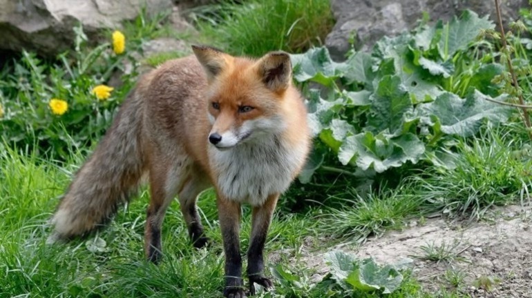 Red Tail Fox- Background History, Traits, Facts And More!