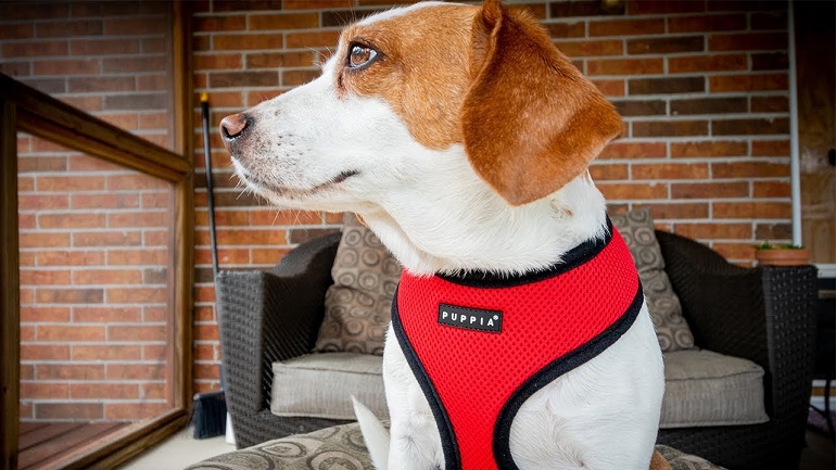 harness for dogs