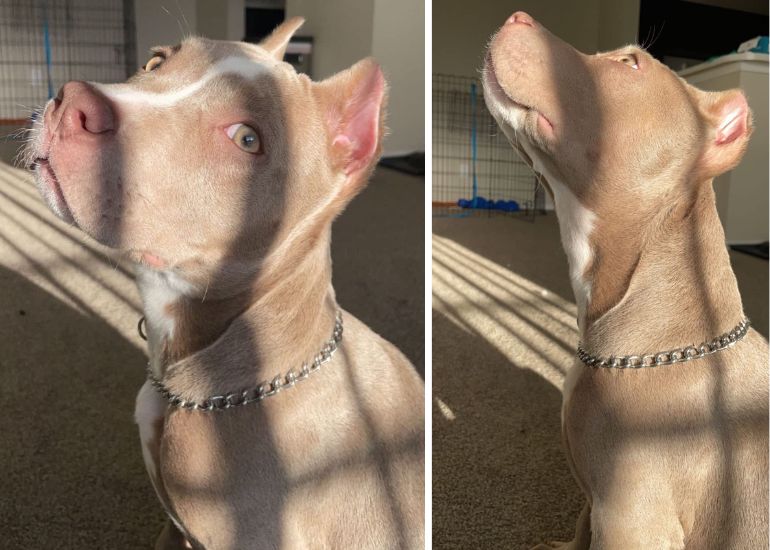 Do Choke Collars Hurt Dogs