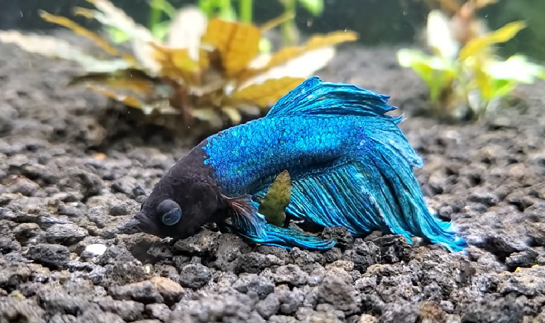 betta laying on bottom of tank