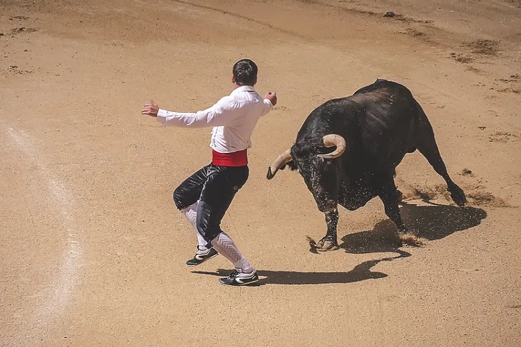 is bullfighting cruel