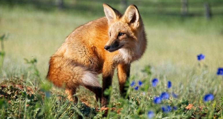 red tailed fox