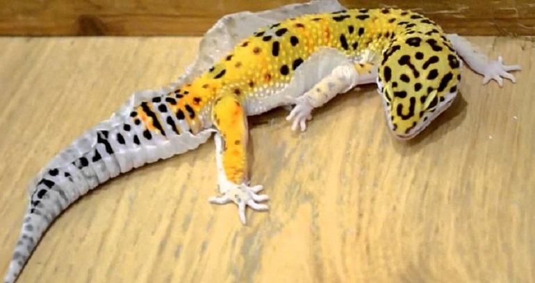 are geckos reptiles
