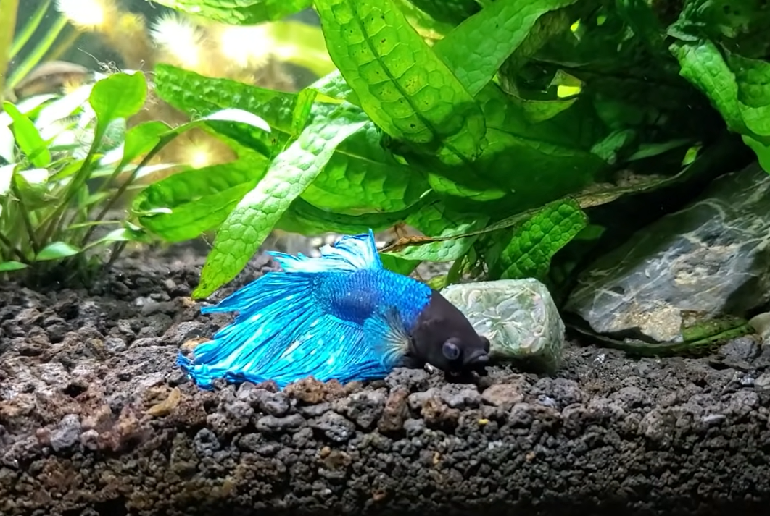 Betta sleeping shop on leaf