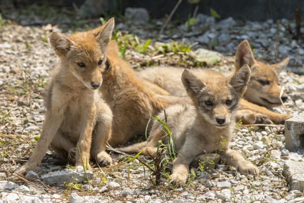 coyote size
