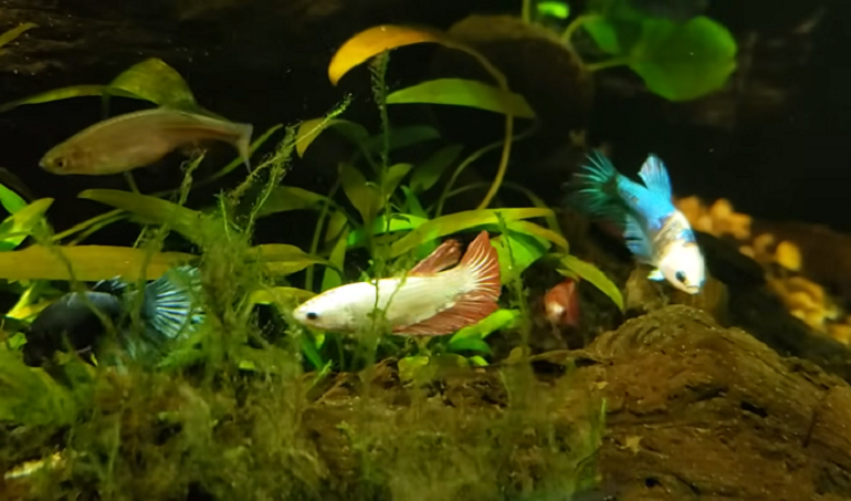 fish laying on bottom of tank