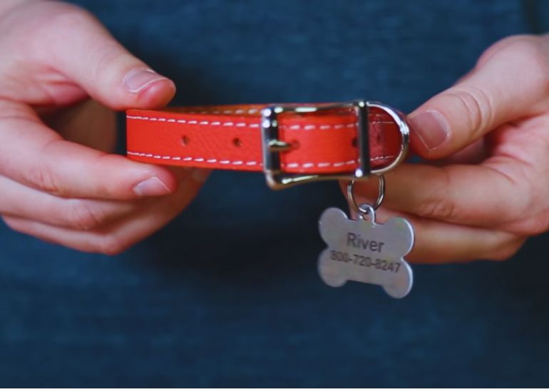 Attaching dog 2025 tags to collar