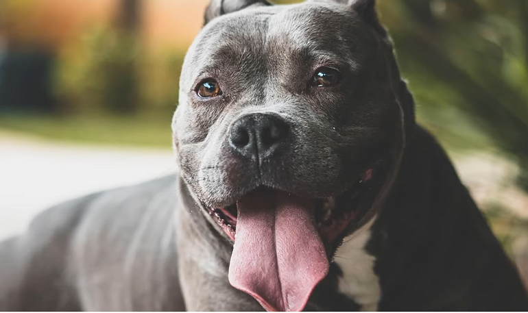 do blue nose pitbulls shed