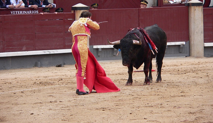 are bulls killed in bullfights