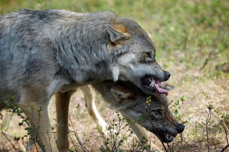 jackal animal