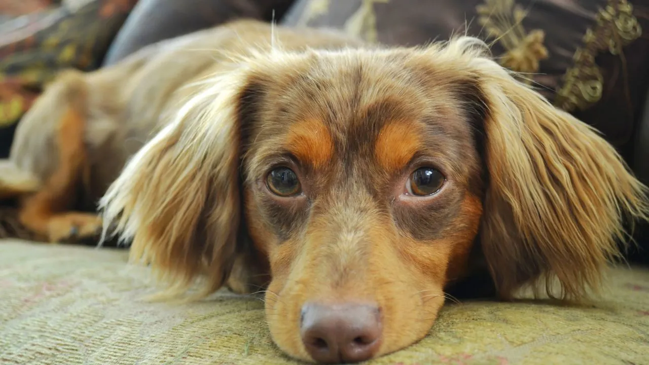 They Are the Least Slobbery Dogs