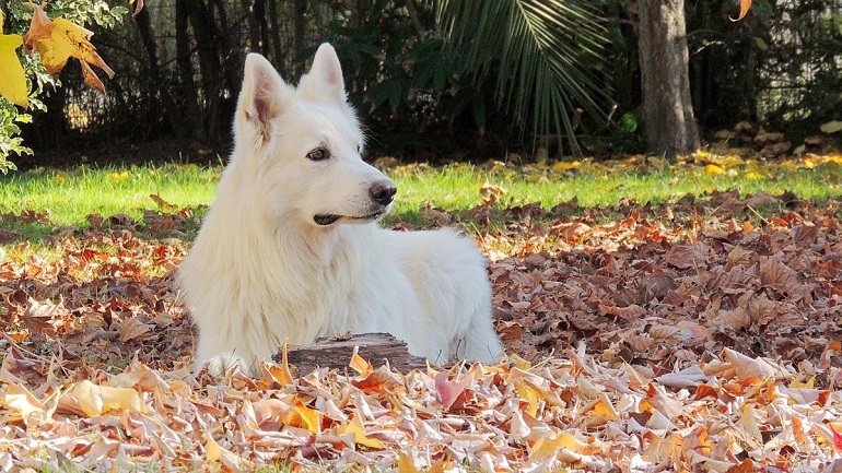 white german shepard