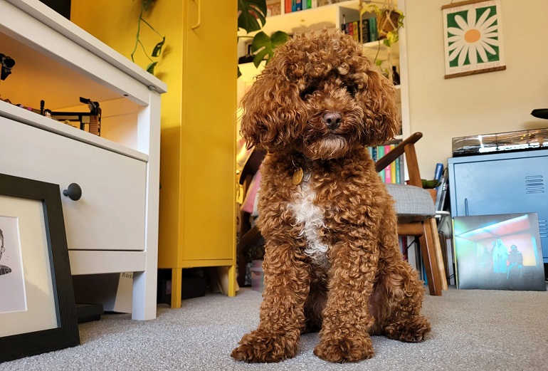 With all love to my 8-month old puppy, are toy poodles known to be as  intelligent as standard poodles? : r/poodles