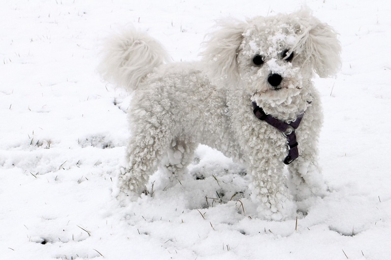 dark grey toy poodle