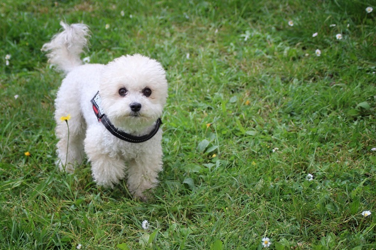 Toy poodle deals white puppy