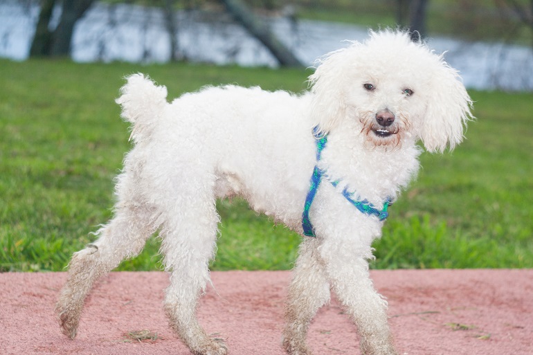 White poodle best sale puppy for sale