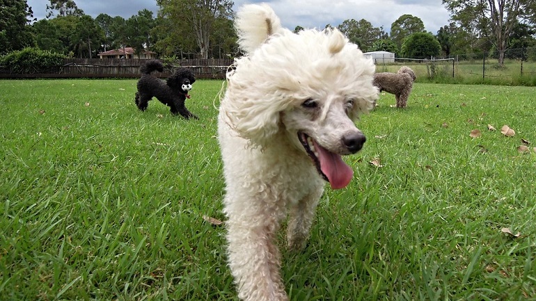 Poodles and clearance separation anxiety