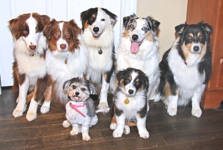 are black australian shepherds rare