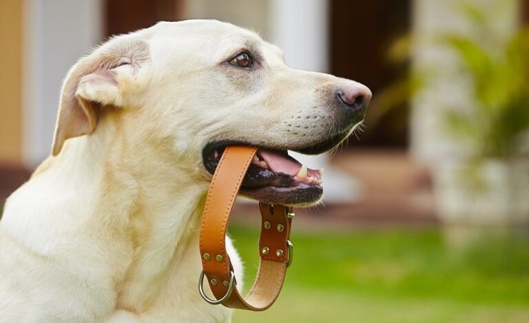 how to measure a dog collar