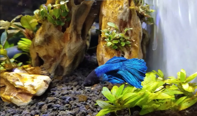 betta fish on bottom of tank