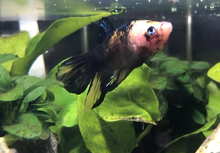 sick betta fish laying bottom