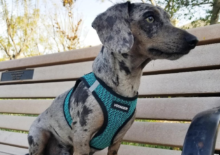 most comfortable dog harness