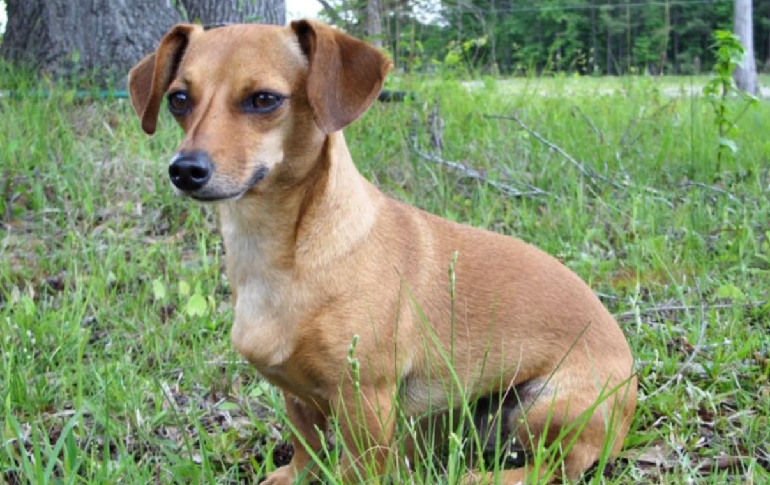 brown chiweenie puppy