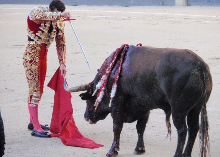 Is Bullfighting Cruel? Shocking Revelations & Facts