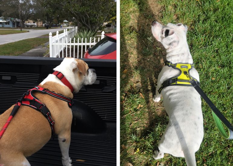 Collar vs. Harness - Why Your Dog Needs Both