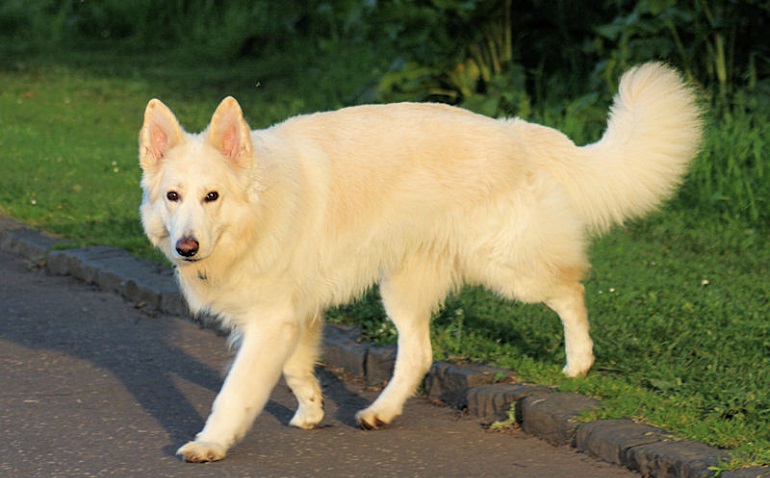 German shepherd shop white long hair