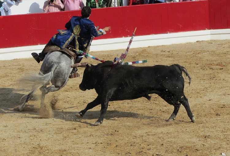 bull fights