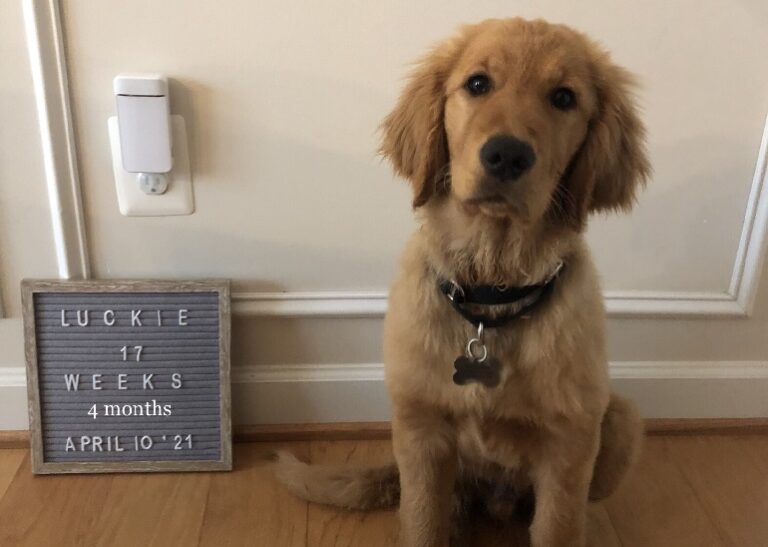 How To Put Dog Tags On Collar Complete GuideWAF