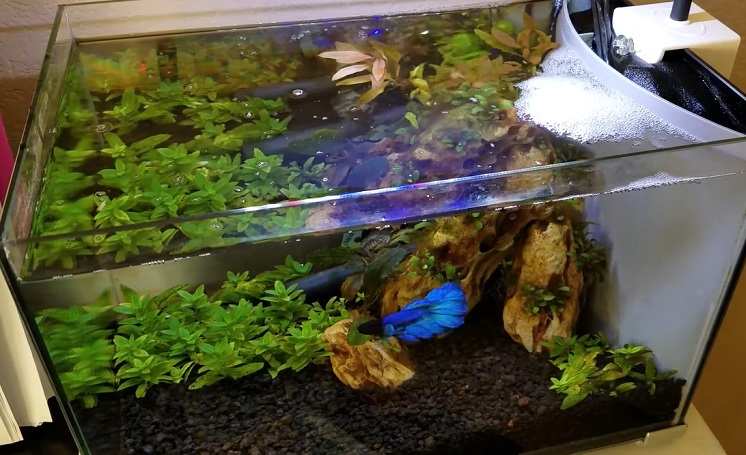 betta fish staying at bottom of tank