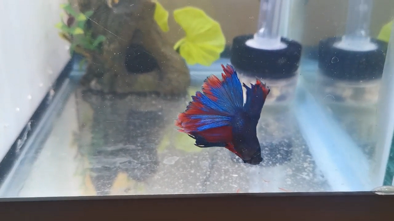 betta fish bottom of tank