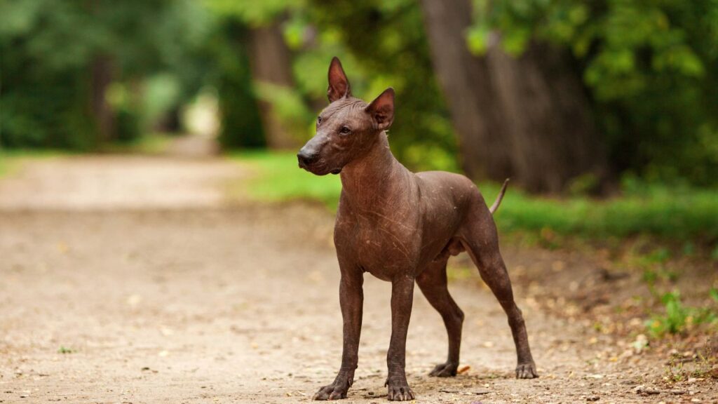 Xoloitzcuintli Facts