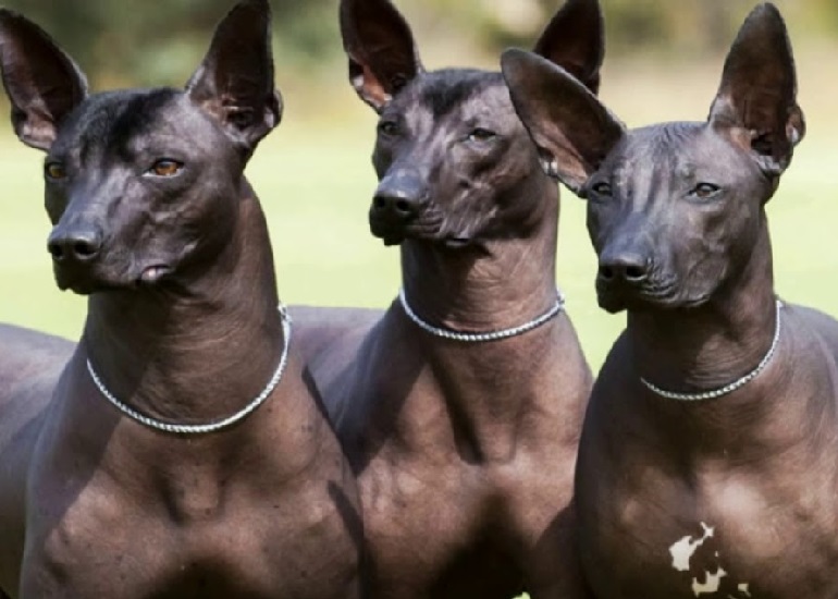 what kind of dog is xoloitzcuintli