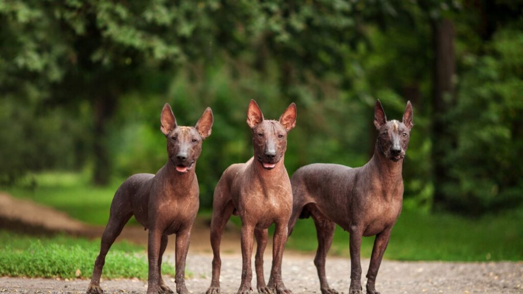 Xoloitzcuintli Health and Care