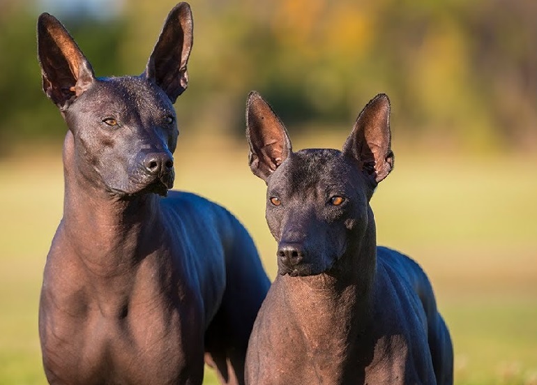 is xoloitzcuintli extinct