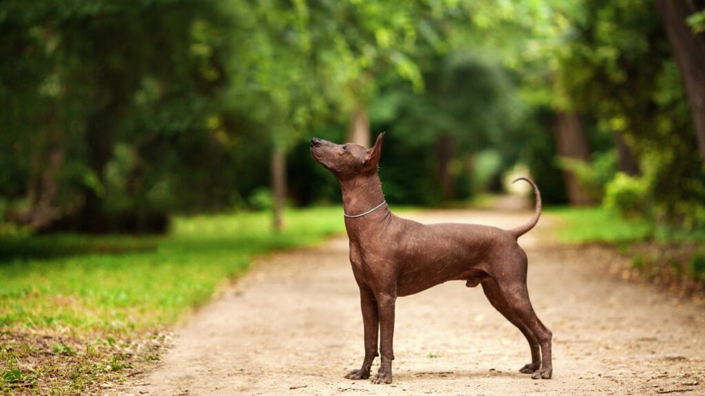 Xoloitzcuintli's Appearance