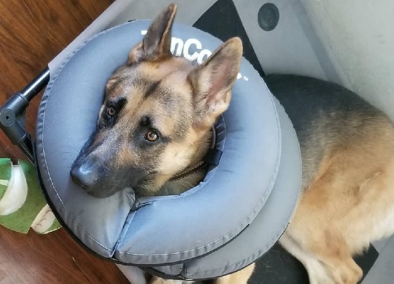 21st century inflatable protective pet collar