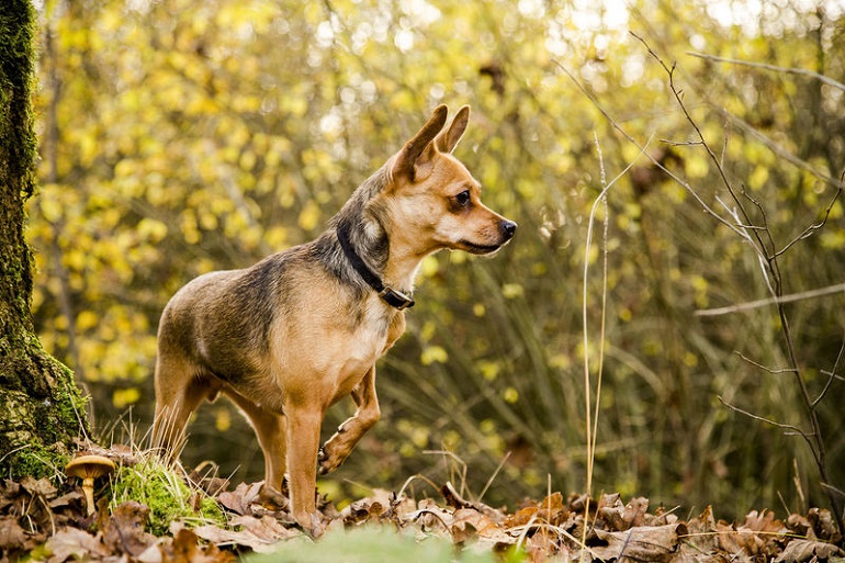 are chiweenies good dogs