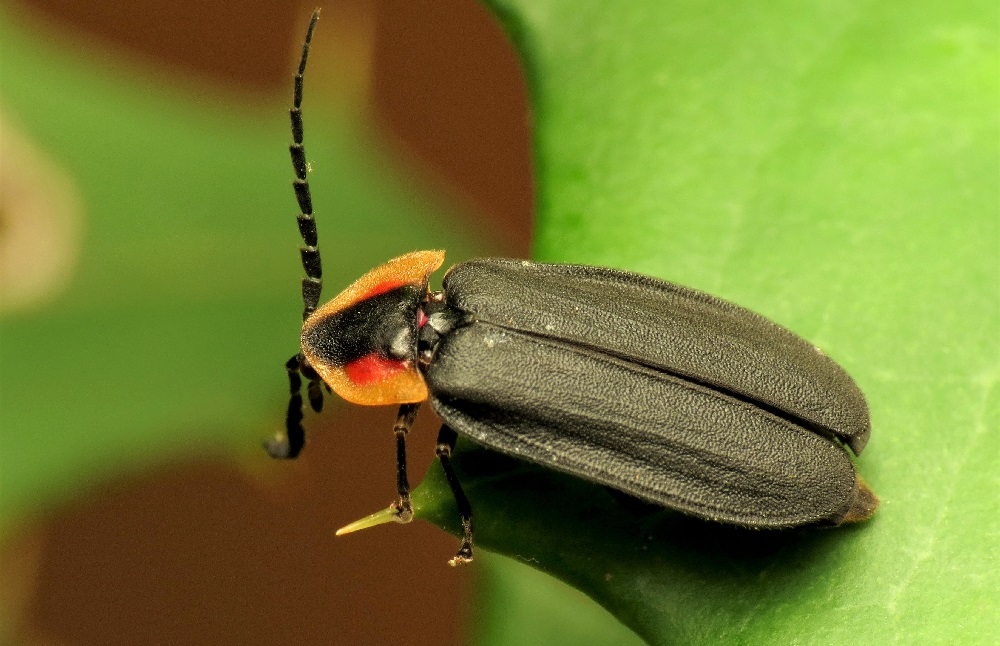 Lights out? Fireflies face extinction threats of habitat loss