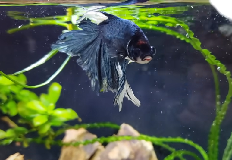 fish staying at bottom of tank