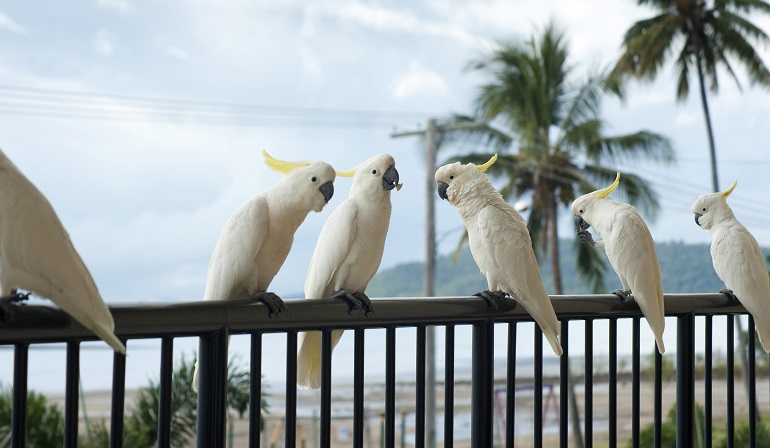  most widespread species philippine cockatoo