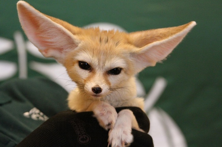 white fennec fox