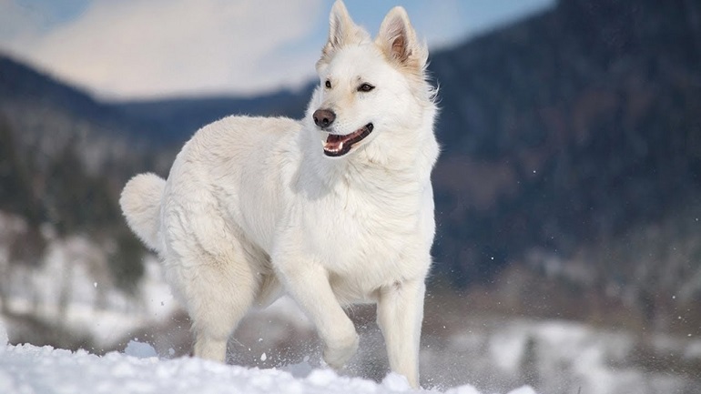 white blue german shepherd