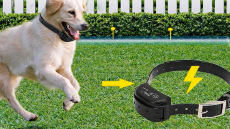 electric dog fence system dogs